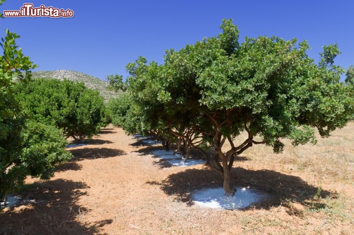 Immagine Alberi di lentisco a Chios (Grecia) da cui si ricava il mastice. Lo si produce a partire dalla resina: in estate si praticano dei tagli sulla corteccia in modo che la resina possa fuoriuscire, seccarsi al sole ed essere raccolta. Il mastice di Chios è particolarmente pregiato ed è utilizzato per vari scopi, tra cui la preparazione di un liquore profumatissimo detto Mastika, ottimo come digestivo - © Steliost / Shutterstock.com