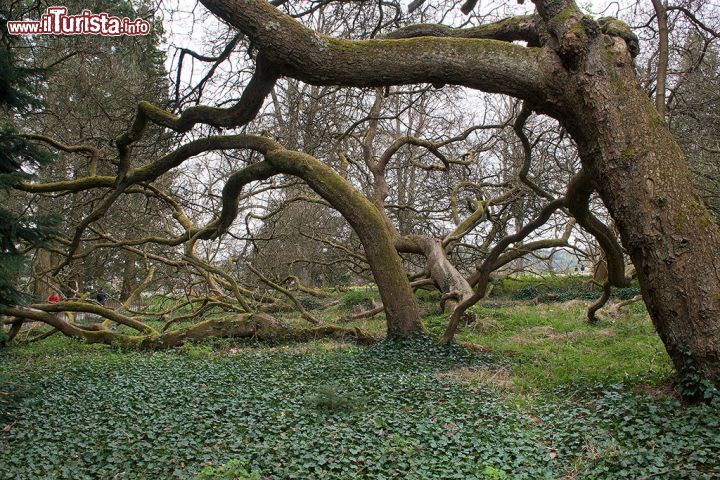 Immagine Alberi di catalpa nel giardino dell'isola di Mainau, Germania. Nota anche come albero dei sigari, la catalpa è diffusa in tutti i giardini d'Europa perchè caratterizzata da una splendida fioritura.