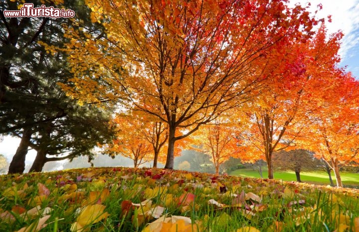 Immagine Alberi in autunno: foliage in Tasmania - © Loco / Shutterstock.com