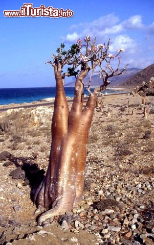 Immagine Albero di Adenium, una delle piante particolari dell'isola di Socotra, Yemen.