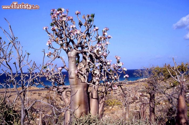 Immagine Alberi a Socotra, lungo una spiaggia dell'isola dello Yemen. Dal punto di vista naturalistico, quest'isola presenta un profilo molto interessante. Ha infatti dato origine a diversi endemismi sia vegetali che animali.