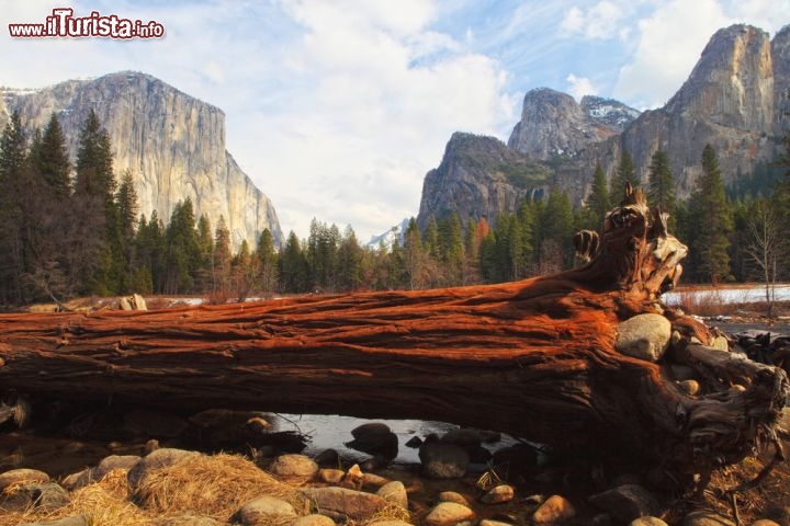 Immagine Albero caduto all'interno del Parco nazionale di Yosemite in California, USA - © Manamana / Shutterstock.com