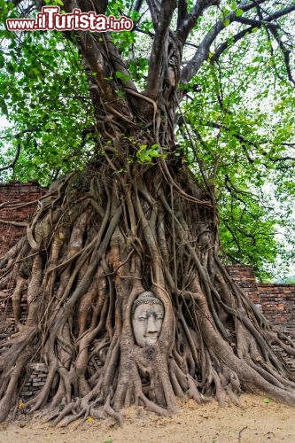 Immagine Albero con testa di Budda in arenaria: ci troviamo nel templio di Wat Mahathat in Ayutthaya (Thailandia) - © braedostok / Shutterstock.com