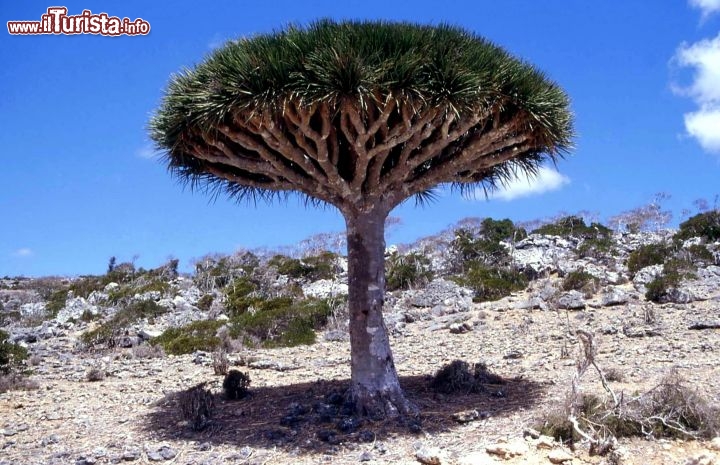 Immagine Albero di Dracena a Socotra (sangue di Drago), Oceano Indiano, Yemen. In lingua locale si chiama Dam al-Akhawain, pianta succulenta dalla caratteristica forma di ombrello rivoltato. Appartiene alla famiglia delle agavaceae, ma questa particolare specie (Dracaena cinnabari) esiste in un solo posto al mondo: sull'isola di Socotra.