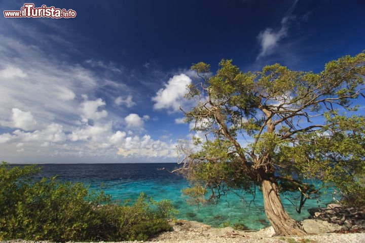 Immagine Un albero di mimosa si staglia contro l'azzurro del mare sulla costa dell'isola di Bonaire - © John A. Anderson / Shutterstock.com