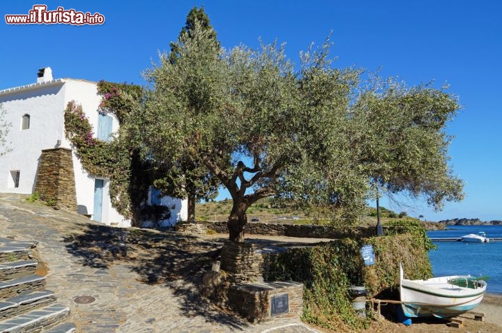 Immagine Albero d'olivo in una casa sul mare a Cadaques, Costa Brava, Spagna 197579903 - © Ammit Jack / Shutterstock.com