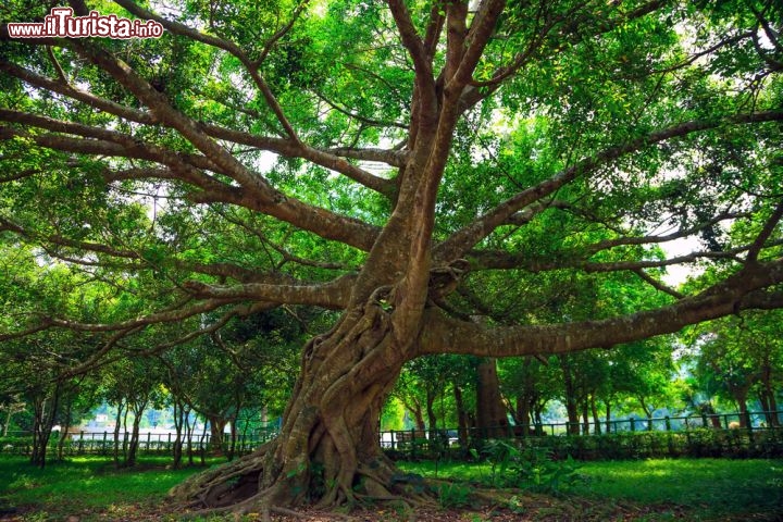 Immagine Albero nel Parco Nazionale Cuc Phuong, Ninh Binh: il parco ospita numerose specie animali e vegetali, alcune delle quali anche rare, che vivono indisturbate in questo territorio di oltre 200 km quadrati - Foto © Michael Hero / Shutterstock.com