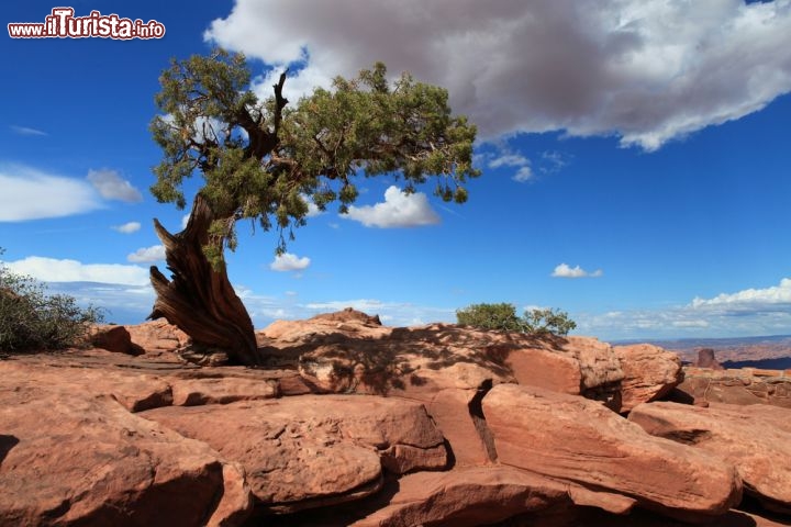 Immagine Il paesaggio del Canyonlands National Park è semi-desertico, ma tra le rocce rossastre spazzate dal vento riesce a farsi valere qualche albero solitario. Come questo, che si staglia contro il cielo azzurrissimo di una giornata di sole, pronto ad offrire un po' di ombra a chi esplora il parco a piedi con lo zaino in spalla - © Sam Dao / Shutterstock.com