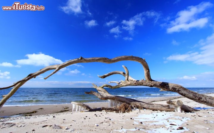 Immagine Albero su spiaggia del Mar Baltico in inverno. Ci troviamo in Germania, più esattamente nella parte nord del land di Meclemburgo-Pomerania - © jopelka / Shutterstock.com