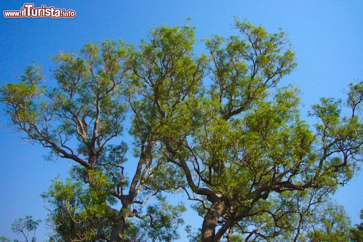 Immagine Albero tropicale Darwin