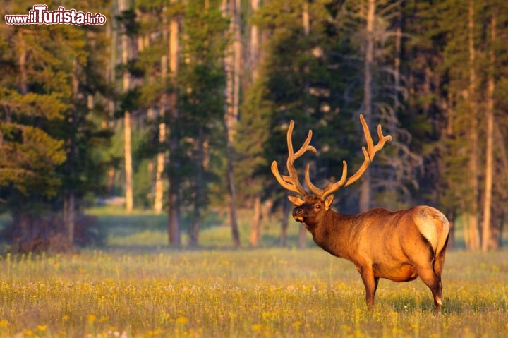 Immagine Un alce sorpreso nella foresta dello Yellowstone National Park - © Julie Lubick / Shutterstock.com