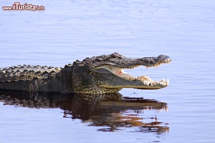 Immagine un coccodrillo americano, ovvero un alligatore della Florida, fotografato nei pressi di Sarasota, nelle acque del Myakka, una palude nel sud-est degli USA - © Delmas Lehman / Shutterstock.com