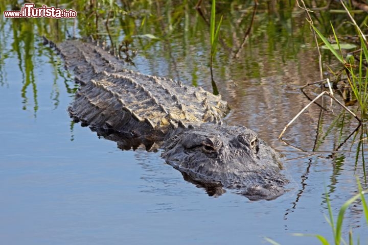 Immagine Alligatore sul lago Myakka vicino a Sarasota Florida USA - © Delmas Lehman / Shutterstock.com