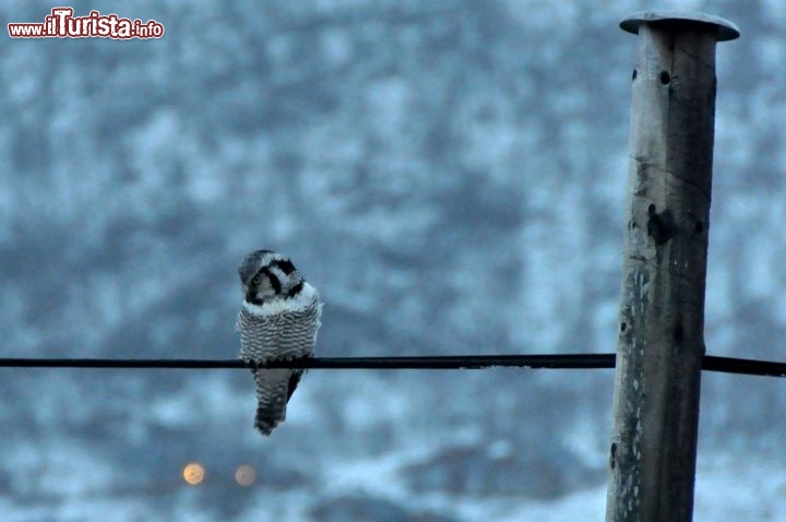 Immagine Allocco in inverno, fotografato in un  fiordo della Norvegia, vicino alla città di Tromso 