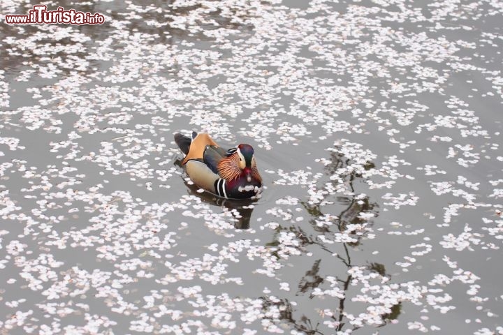Immagine Uccello in un laghetto del parco di Hirosaki. Si notano i petali che segnalano la fine della fioritura dei ciliegi, in questo angolo del nord del Giappone - © yankane / Shutterstock.com