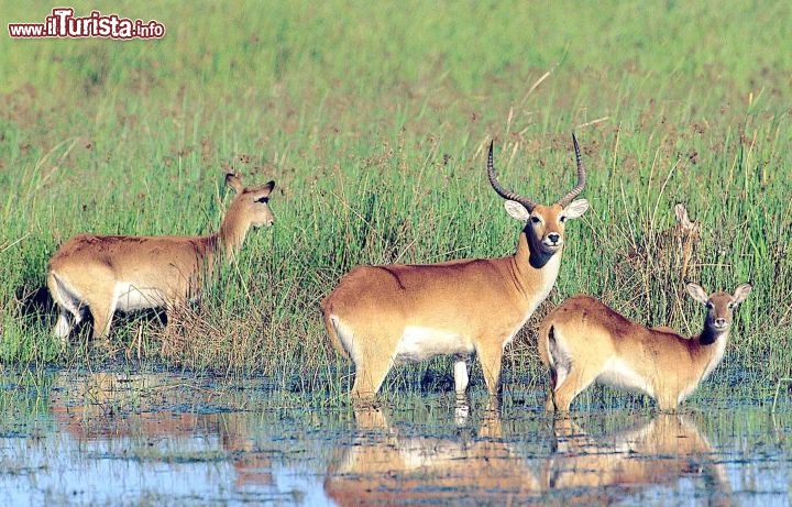 Immagine Antilopi lungo un fiume in un parco nazionale della Tanzania - Foto di Giulio Badini