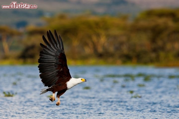 Immagine Aquila a pesca sul Naivasha Lake della Rift Valley del Kenya - © Pal Teravagimov / Shutterstock.com