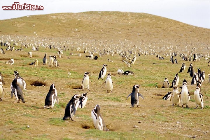 Immagine Argentina: in Patagonia è possibile incontrare enormi colonie di pinguini -  Foto di Giulio Badini i Viaggi di Maurizio Levi 
