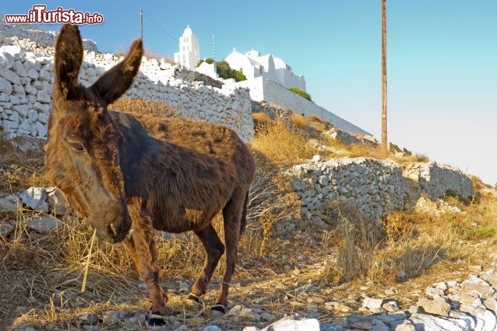 Immagine Asinello greco e sullo sfondo chiesa della Vergine Maria di Folegandros. Questo è un tipico paesaggio delle isole Cicladi, mel Mar Egeo meridionale in Grecia - © Georgios Alexandris / Shutterstock.com