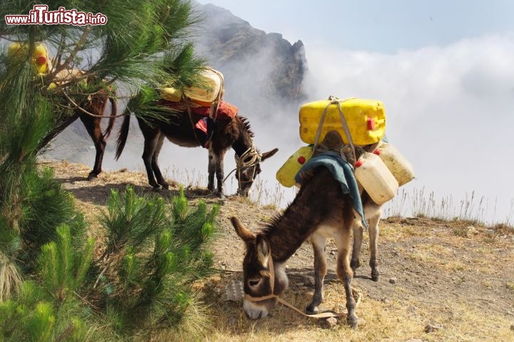 Immagine Asini a Capo Verde che trasportano acqua dalle montagne nebbiose dell'interno. Il probelma idrico è diventato più importante nell'arcipelago a causa dell'effetto serra - © Frank Bach / Shutterstock.com 