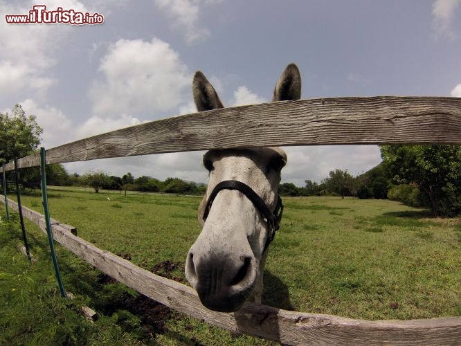 Immagine Guana è casa per diverse specie di animali come iguane, fenicotteri e diverse specie di uccelli e lucertole. Tra questi compaiono anche due asini che vivono nella vallata vicino al frutteto. - © Guendalina Buzzanca / thegtraveller.com