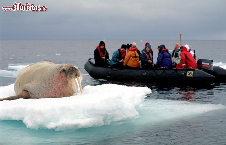 Immagine Un tricheco alle Svalbard, Norvegia: tour specializzati accompagnano i turisti alla scoperta di questo territorio norvegese e dei suoi animali  - Foto di Giulio Badini
