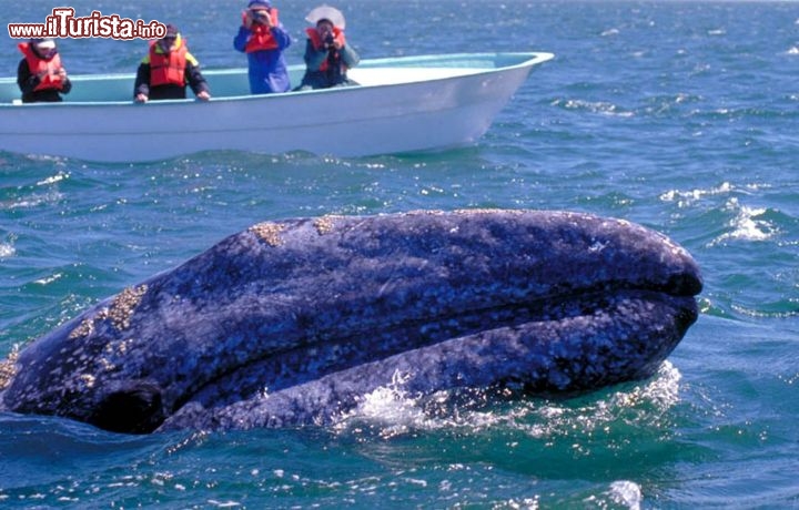 Immagine Balena con turisti che fanno whale watching in Bassa California del Sud Messico - Foto di Giulio Badini