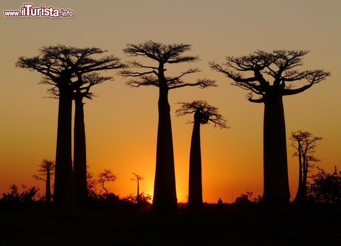 Immagine Baobab Madagascar tramonto - Foto di Giulio Badini