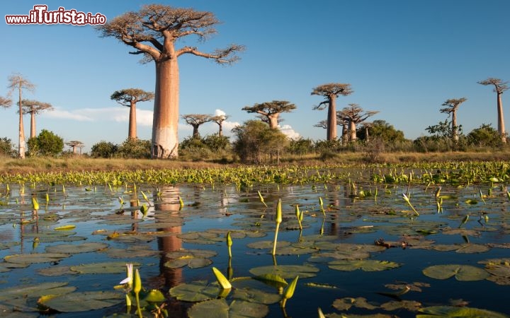 Immagine L'inconfondibile paesaggio del Madagascar con i suoi spettacolari Baobab  - © Shinelu / Shutterstock.com