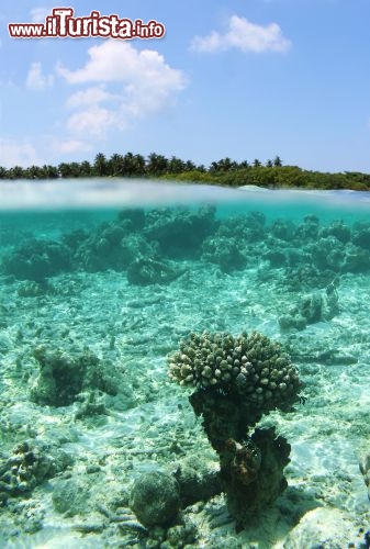 Immagine La barriera corallina dell'Atollo di Baa alle Maldive è tra le più belle e colorate di tutto l'arcipelago - © candan / Shutterstock.com