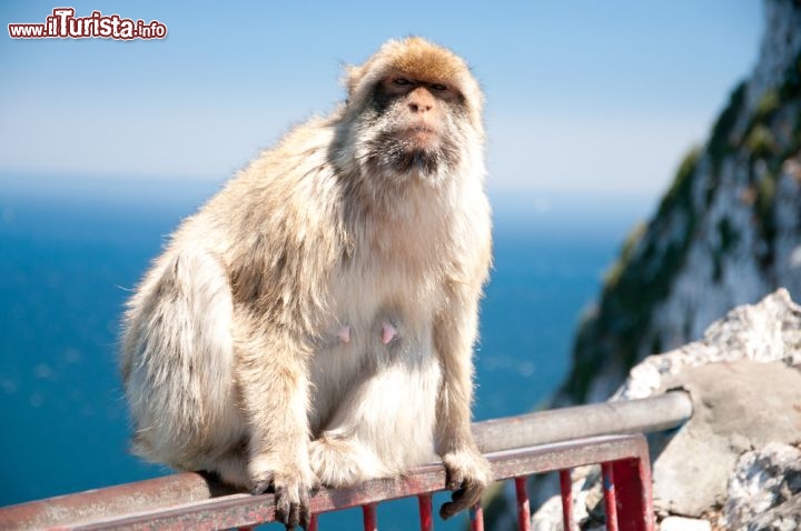 Immagine Una Bertuccia tra le rocce di Gibilterra. Qui vivono 5 distinte colonie di primati - © Fausto Renda / Shutterstock.com