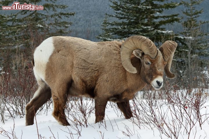 Immagine Tra i mammiferi che vivono indisturbati al Jasper National Park canadese c'è il bighorn, una specie di pecora tipica del nord America che deve il suo nome alle grandi corna - © Christopher Kolaczan / Shutterstock.com