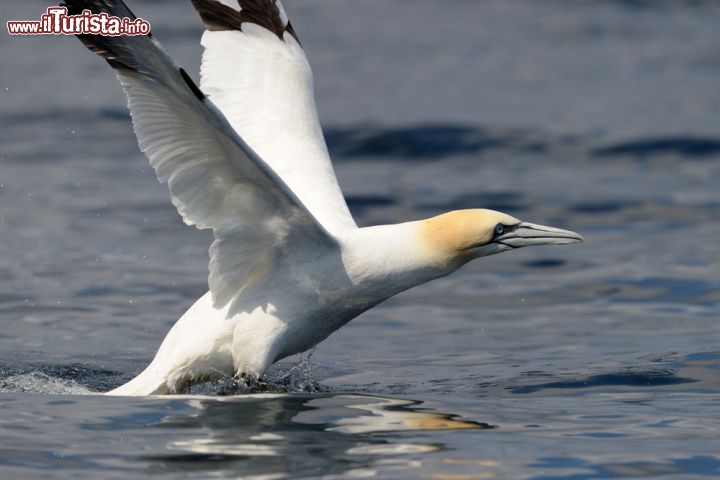 Immagine Birdwatching nelle Shetland: un Northen Gannet decolla sul Mare - © AndreAnita / Shutterstock.com