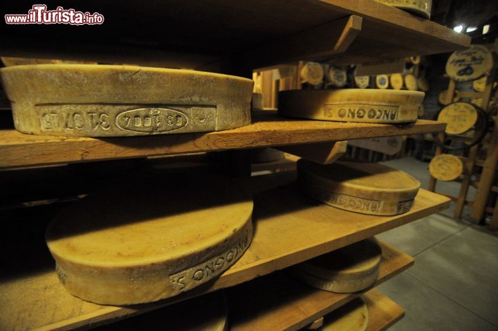 Immagine Alcune forme di Bitto Storico all'interno della Casa del Bitto di Gerola Alta in Valtellina, Lombardia.