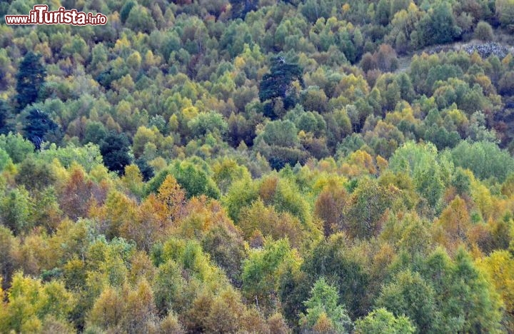 Immagine Boschi di Mestia in Autunno, Georgia nord-occidentale