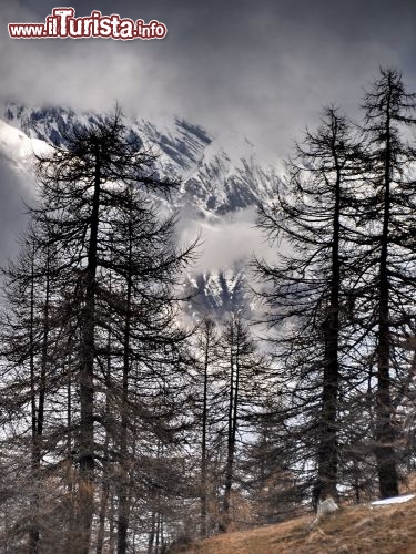 Immagine Boschi di larici in inverno a La Thuile, Valle d Aosta