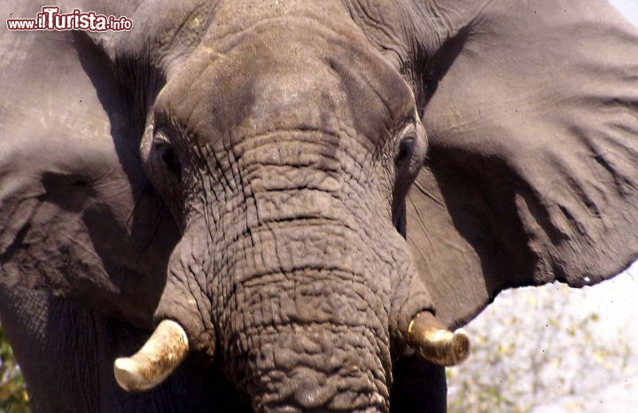 Immagine Botswana elefante africano - Foto Giulio badini