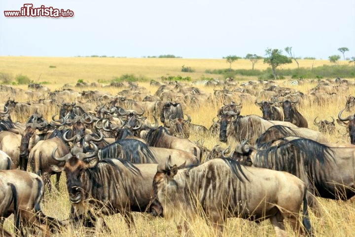 Immagine Un branco di gnu al Parco del Serengeti della Tanzania, Africa. La migrazione degli gnu è un'avventura epica che si ripete anno dopo anno, coinvolgendo oltre 1 milione e 600 mila esemplari (non solo gnu ma anche zebre e altri ungulati), che dal Serengeti si spostano alla riserva keniota di Maasai Mara e regalano uno spettacolo tra i più impressionanti del pianeta  - © moizhusein / Shutterstock.com