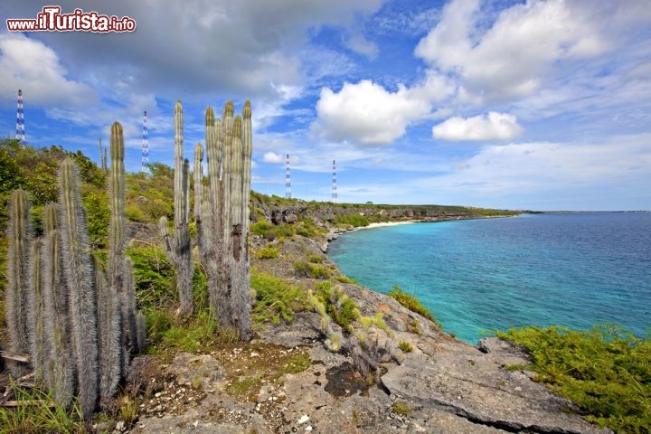 Immagine Cactus e costa rocciosa a Bonaire - © Kjersti Joergensen / Shutterstock.com