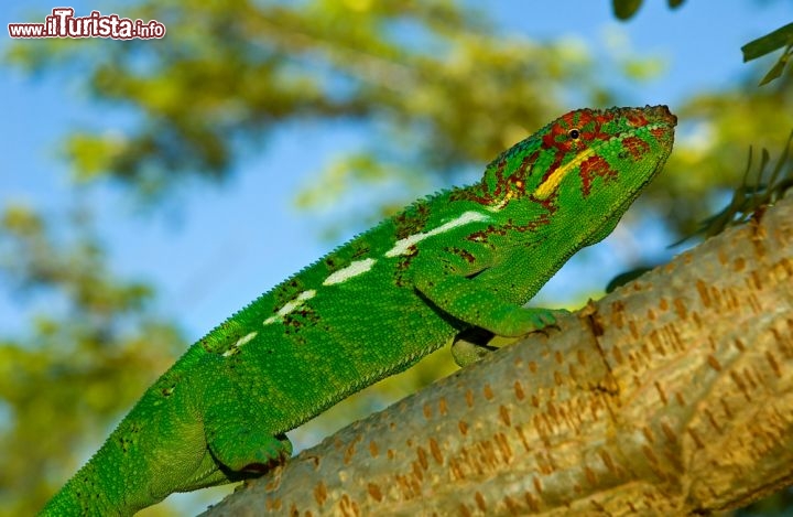 Immagine Un camaleonte si riposa suun albero nella Riserva Naturale di Lokobe a Nosy Be, nel Madagascar del nord - © Sebastien Burel / Shutterstock.com