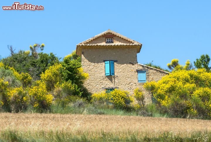 Immagine La campagna provenzale nei pressi di Valensole Francia. In questo caso è una fioritura di ginestre e non di lavanda - © Claudio Giovanni Colombo / Shutterstock.com