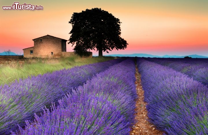 Immagine Campi di lavanda al tramonto a Valensole in Provenza. Ci troviamo lungo la "Route de la Lavande" la famosa strada che si deve percorrere all'inio dell'estate, quando i fiori dalle tinte viole rendono magico il paesaggio provenzale - © Tramont_ana / Shutterstock.com