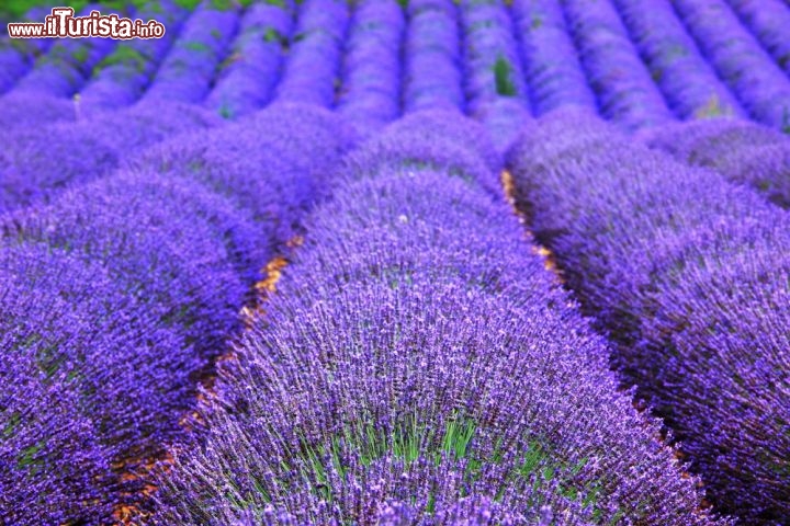 Immagine Campo di Lavanda in fiore nelle campagne di Apt, in Provenza - © Claudio Giovanni Colombo / Shutterstock.com