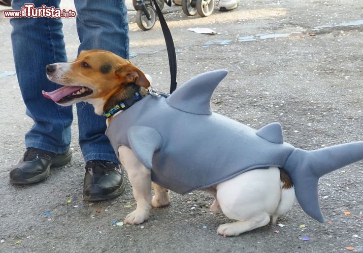 Immagine Cane con vestito da pescecane partecipa al Carnevale di Viareggio - © sansa55 / Shutterstock.com