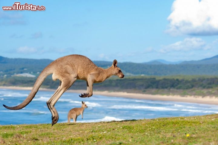 Immagine Canguri su spiaggia Emerald Beach nel Nuovo Galles del Sud (New South Wales) in Australia - © Chris Howey / Shutterstock.com