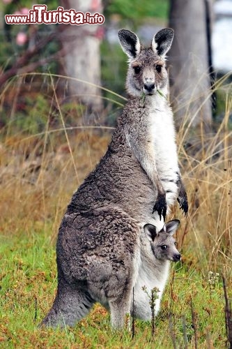 Immagine Canguro femmina in Australia con un piccolo nel suo marsupio -  Foto di Giulio Badini