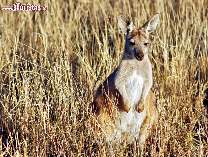 Immagine Canguro Exmouth Cape Range National Park