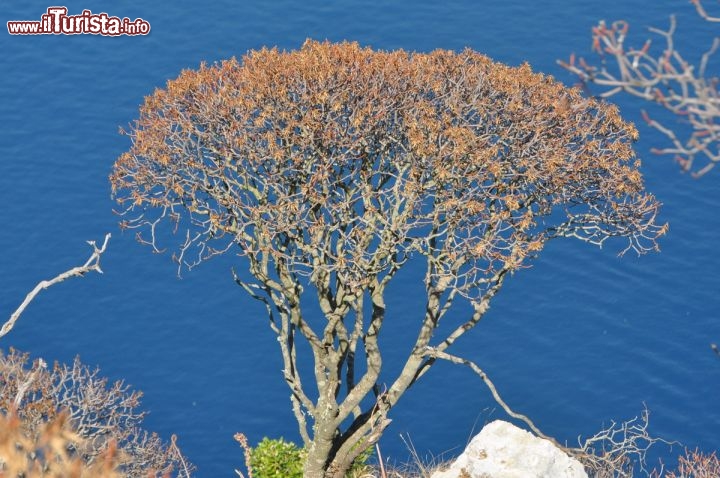 Immagine Vialla Jovis Capri: macchia mediterranea presso il Salto di Tiberio 