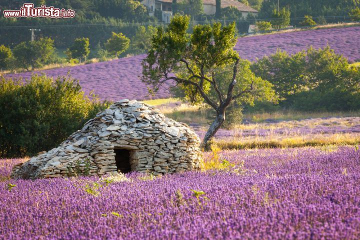 Immagine Casa in sasso tipica delle campagne della Provenza: siamo sulla strada della lavanda tra Sault e Ferrasieres, località nota per la sua Fete de la Lavande d'inizio luglio. In fotografia i campi di lavanda in fiore - © Luboslav Tiles / Shutterstock.com