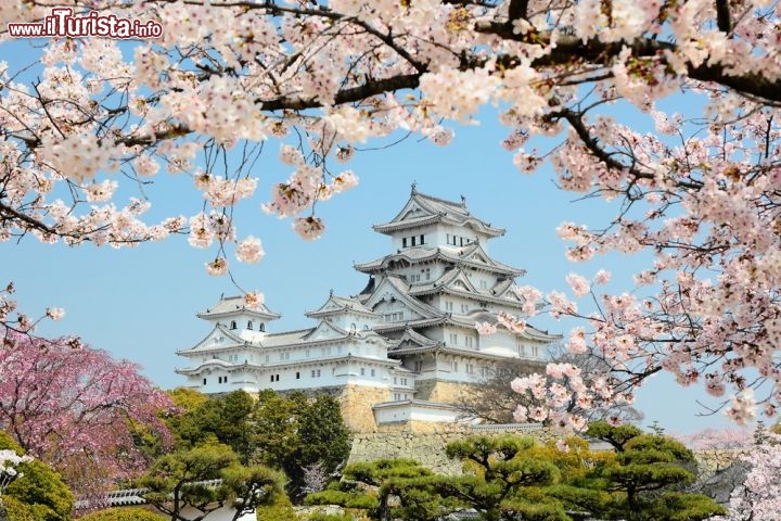 Immagine Castello di Osaka (Himeji jo) incorniciato dalla fioritura dei suoi giardini (Giappone) - © S.R.Lee Photo Traveller / Shutterstock.com